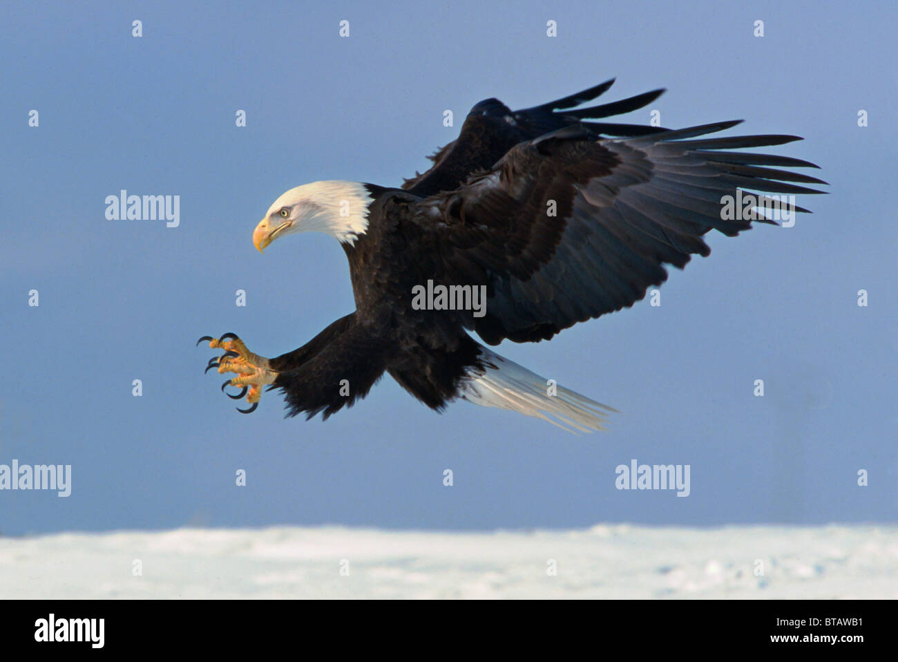 Bald Eagle Diving Stock Photo, Royalty Free Image 32201541 Alamy
