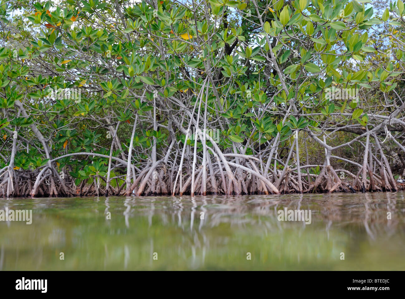 Red Mangrove Trees In Key Largo Gulf Of Mexico Florida Usa Stock