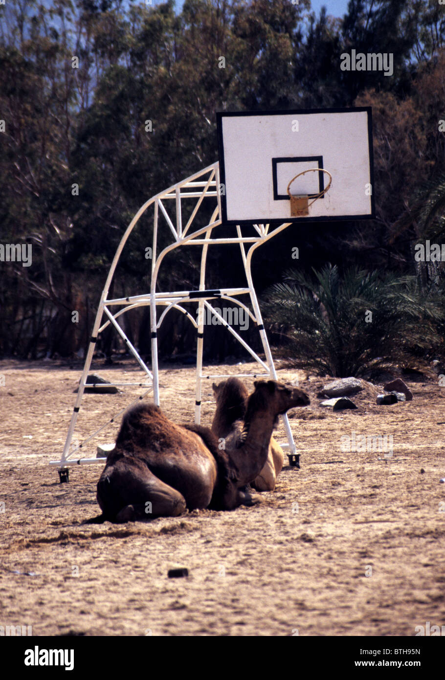 a-camel-resting-in-a-basketball-court-BTH95N.jpg