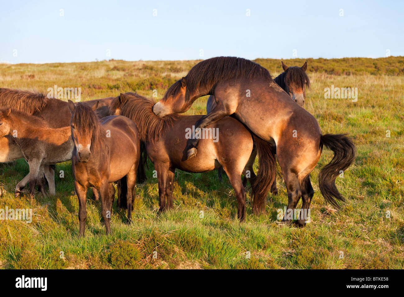 Exmoor Ponies Mating, Surrounded By The Rest Of The Herd ... Exmoor Ponies Mating, Surrounded By The Rest Of The Herd ...