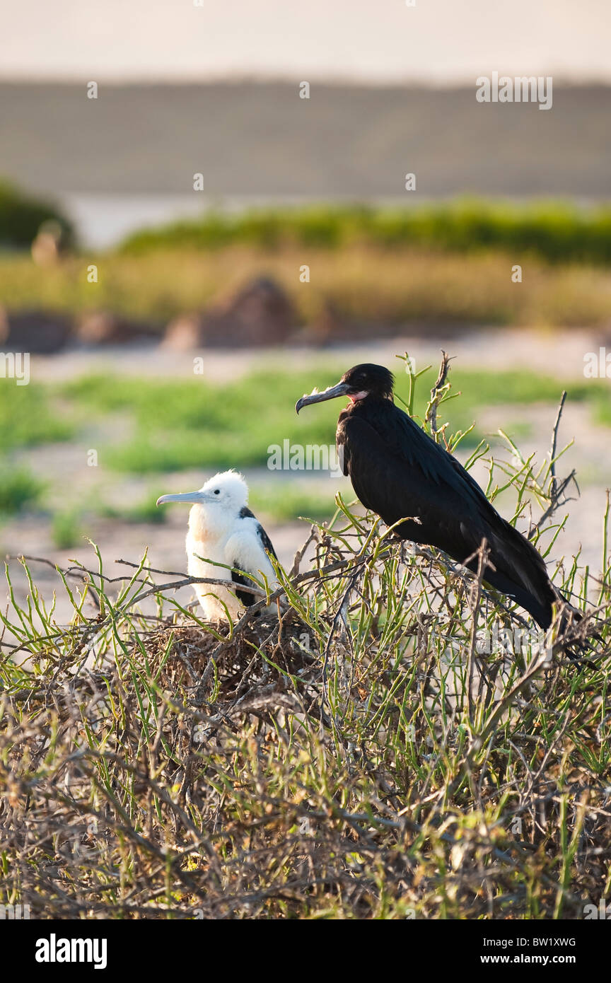 Magnificent Frigatebird Fregata Magnificens North Seymour Island