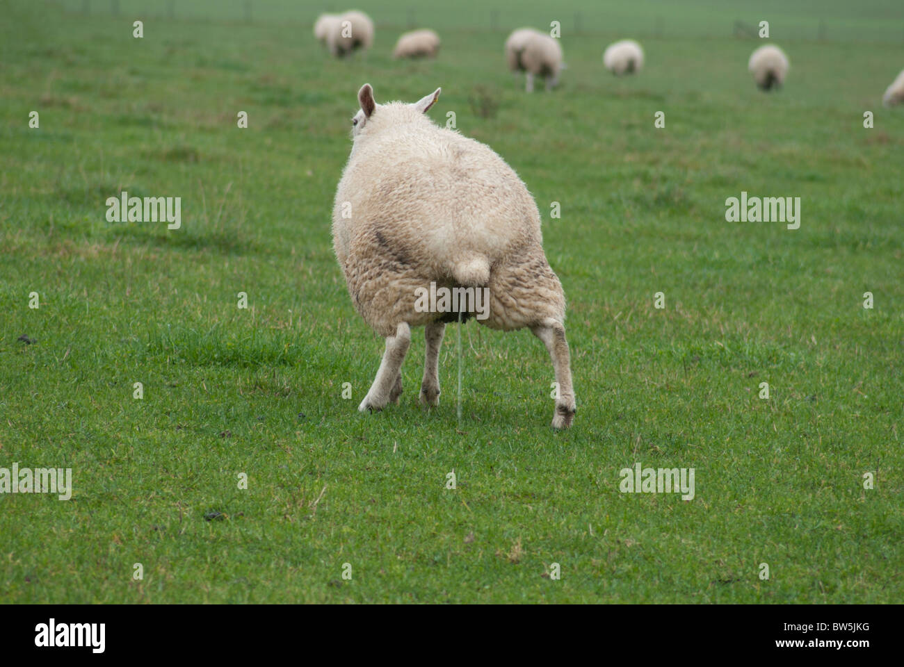 sheep-urinating-BW5JKG.jpg