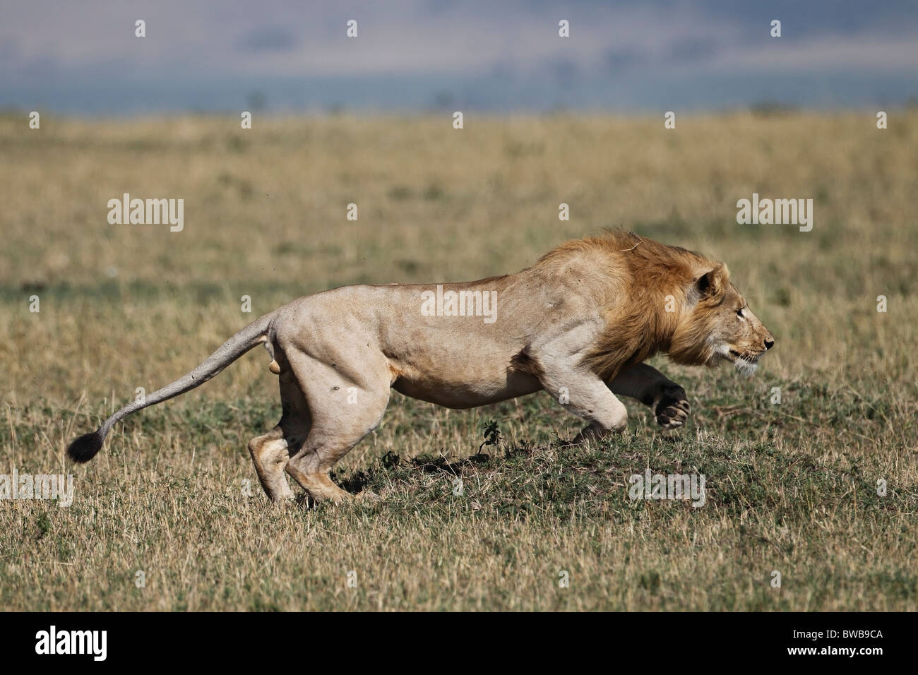Male Masai Mara lion hunting, Kenya Stock Photo, Royalty Free Image