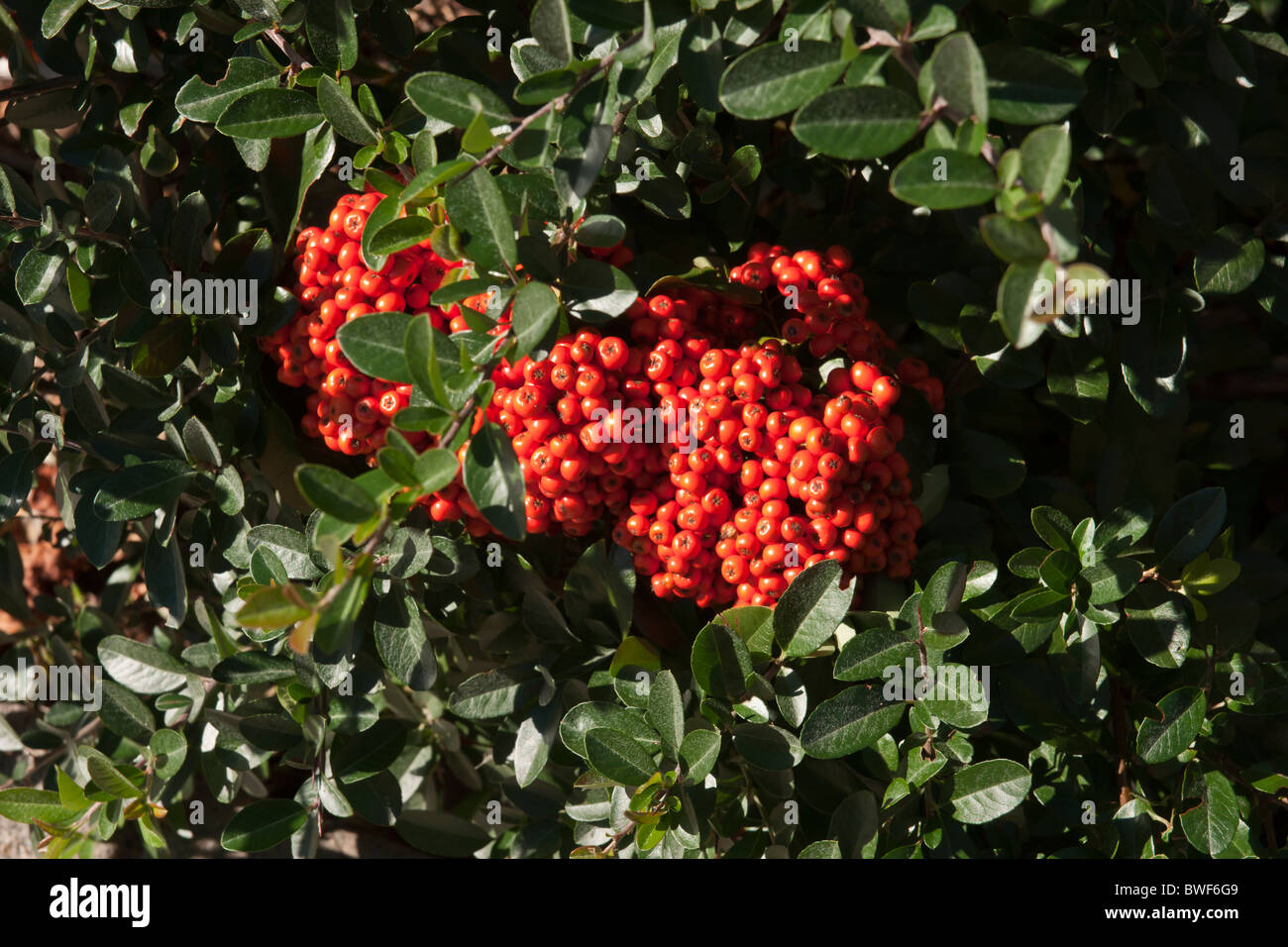pyracantha bush berries Stock Photo, Royalty Free Image 32911209 Alamy