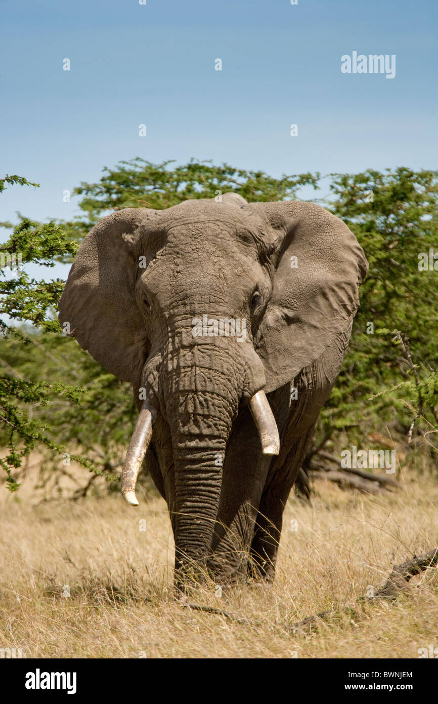 African Elephants On The Masai Mara Kenya Africa Stock Photo Alamy