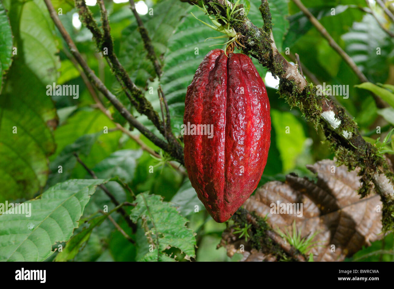 Saint Lucia Caribbean Island Cacao fruit open Cocoa fruit fresh Stock