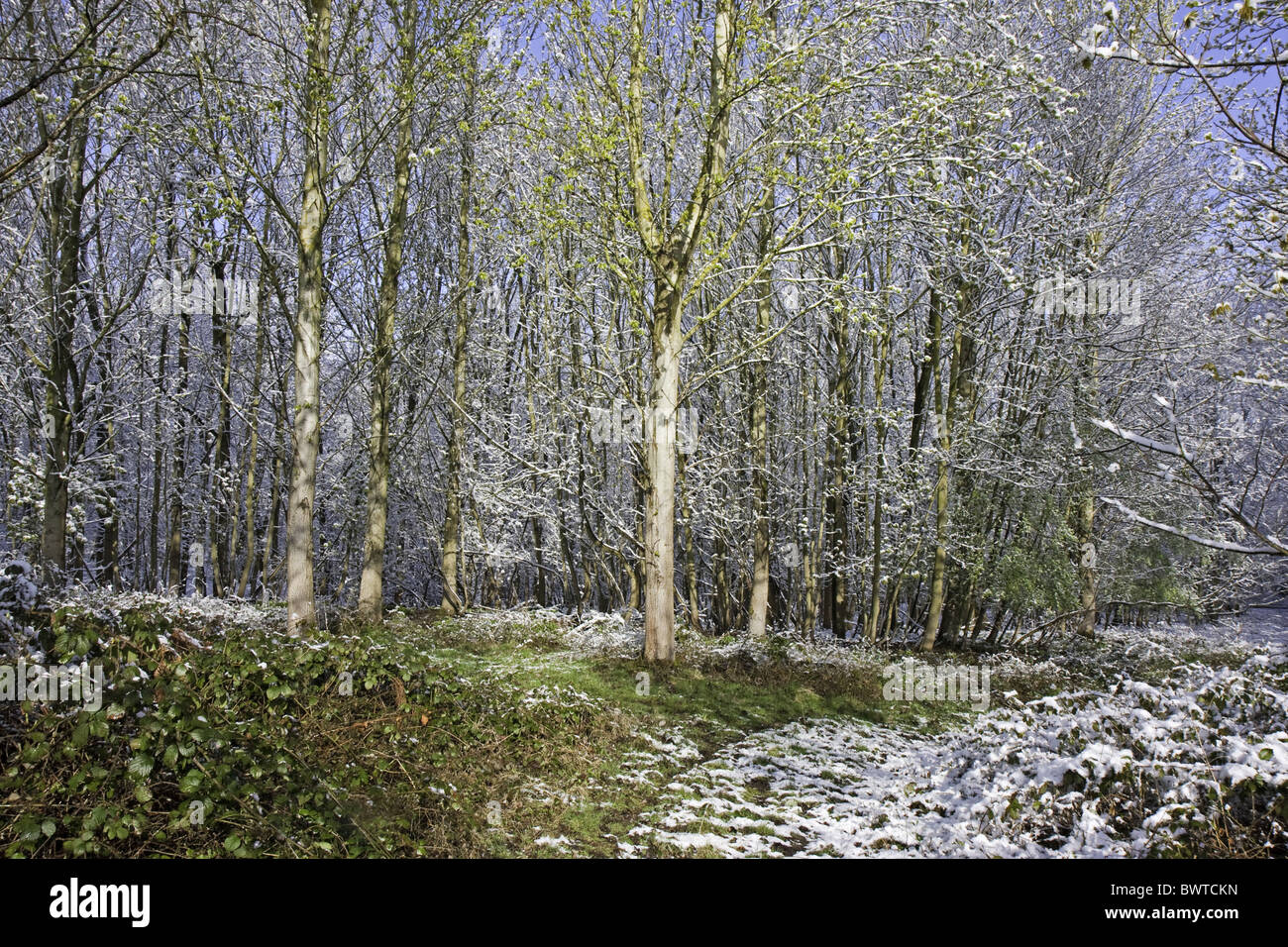 warwickshire colour deciduous ice snow snowfall trees uk warwickshire colour deciduous ice snow snowfall trees uk