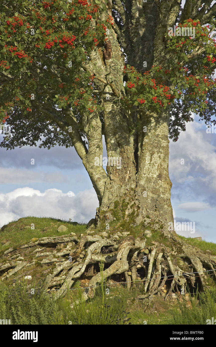 tree rowan root sorbus system aucuparia autumn mountain scotland ash trees plant alamy roots shopping cart