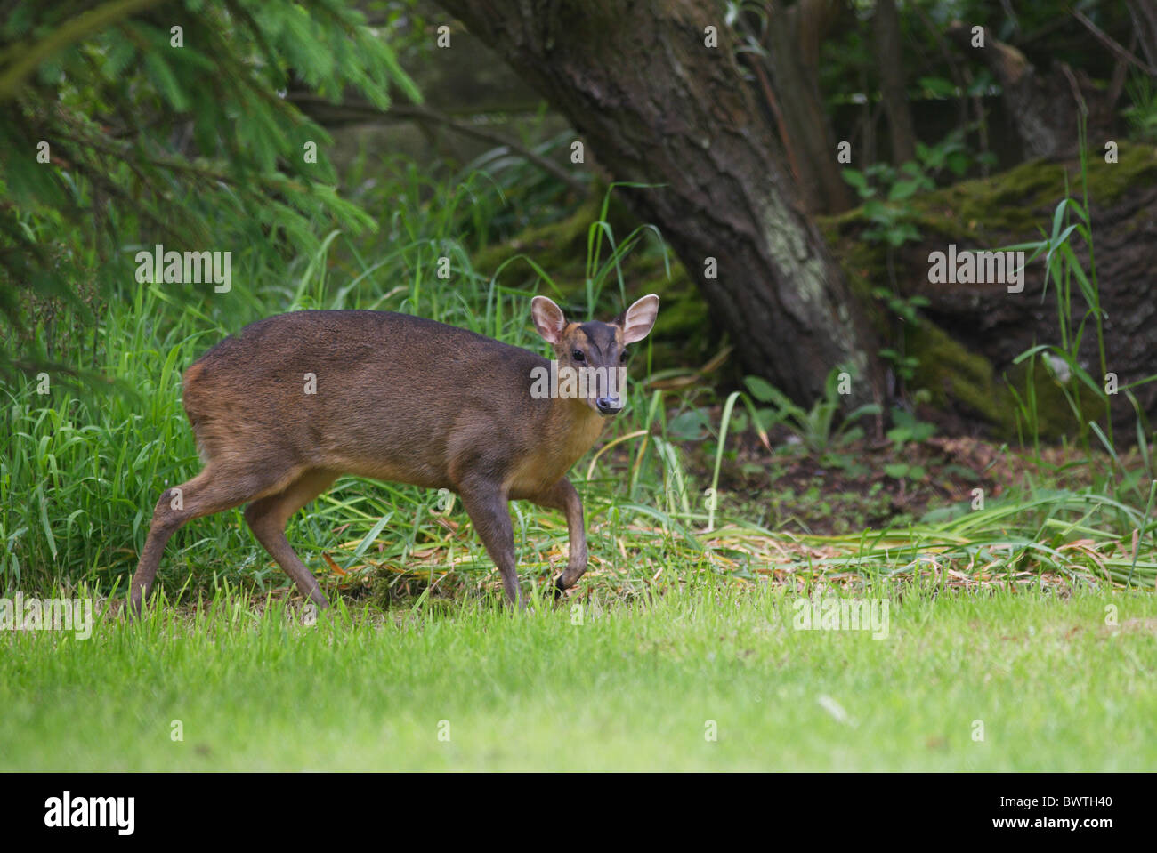 mammals of asia and fallow deer Deer are a group of even-toed ungulate mammals asia, north america and south america fallow deer, dama dama. mammals of asia and fallow deer Deer are a group of even-toed ungulate mammals asia, north america and south america fallow deer, dama dama.