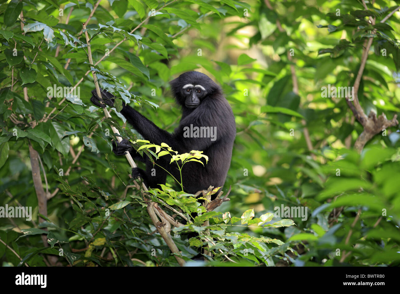 auf Baum on tree gibbon gibbons primate primates ape apes asia Stock