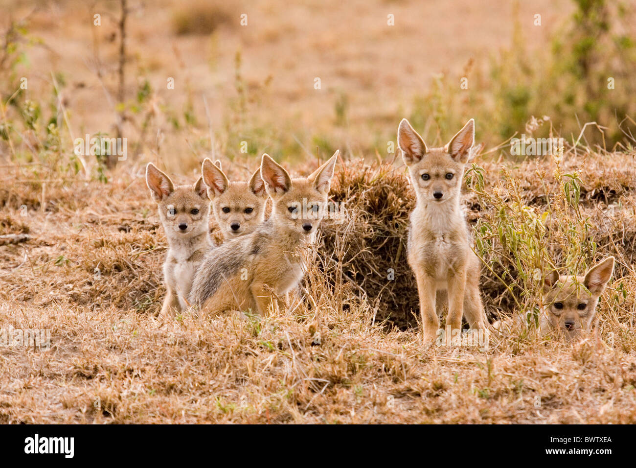 animals mammals black-backed jackal silver-backed jackal jackals Stock