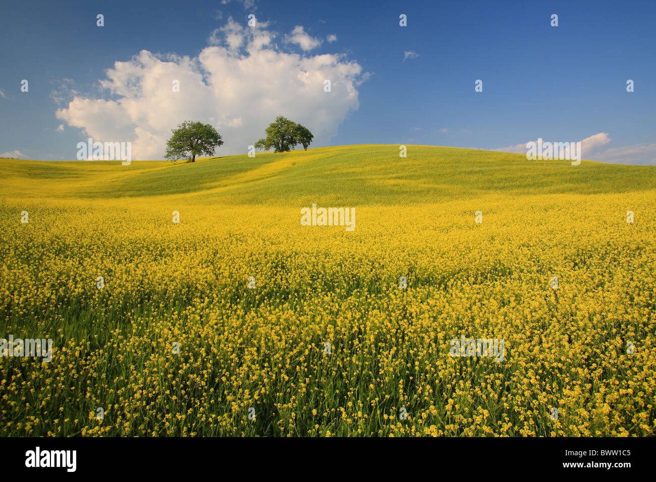 Italy Europe Tuscany Toscana Hills Hill Scenery Landscape Nature