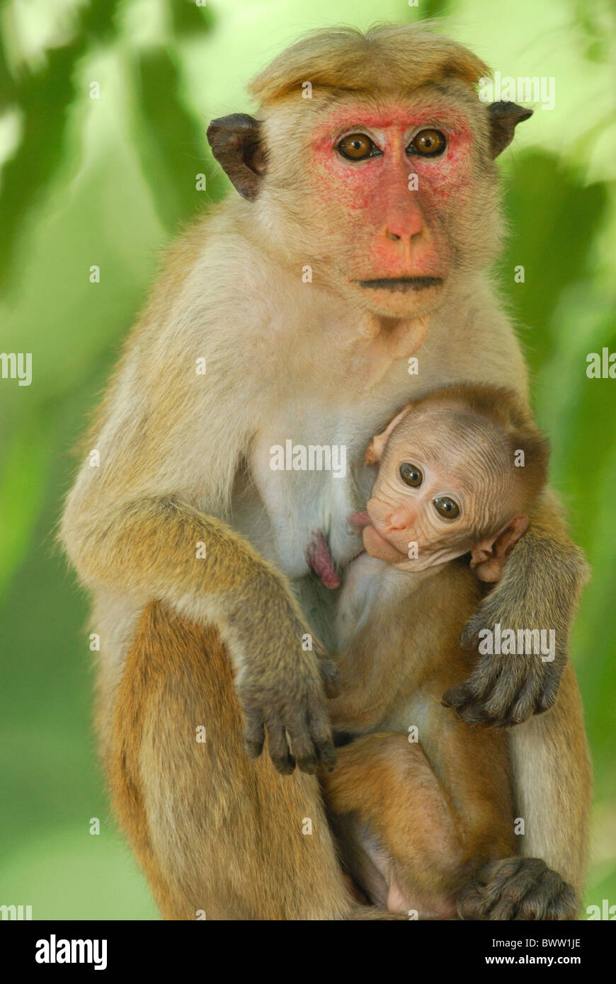 monkey monkeys primate primates mammal mammals animal animals macaque