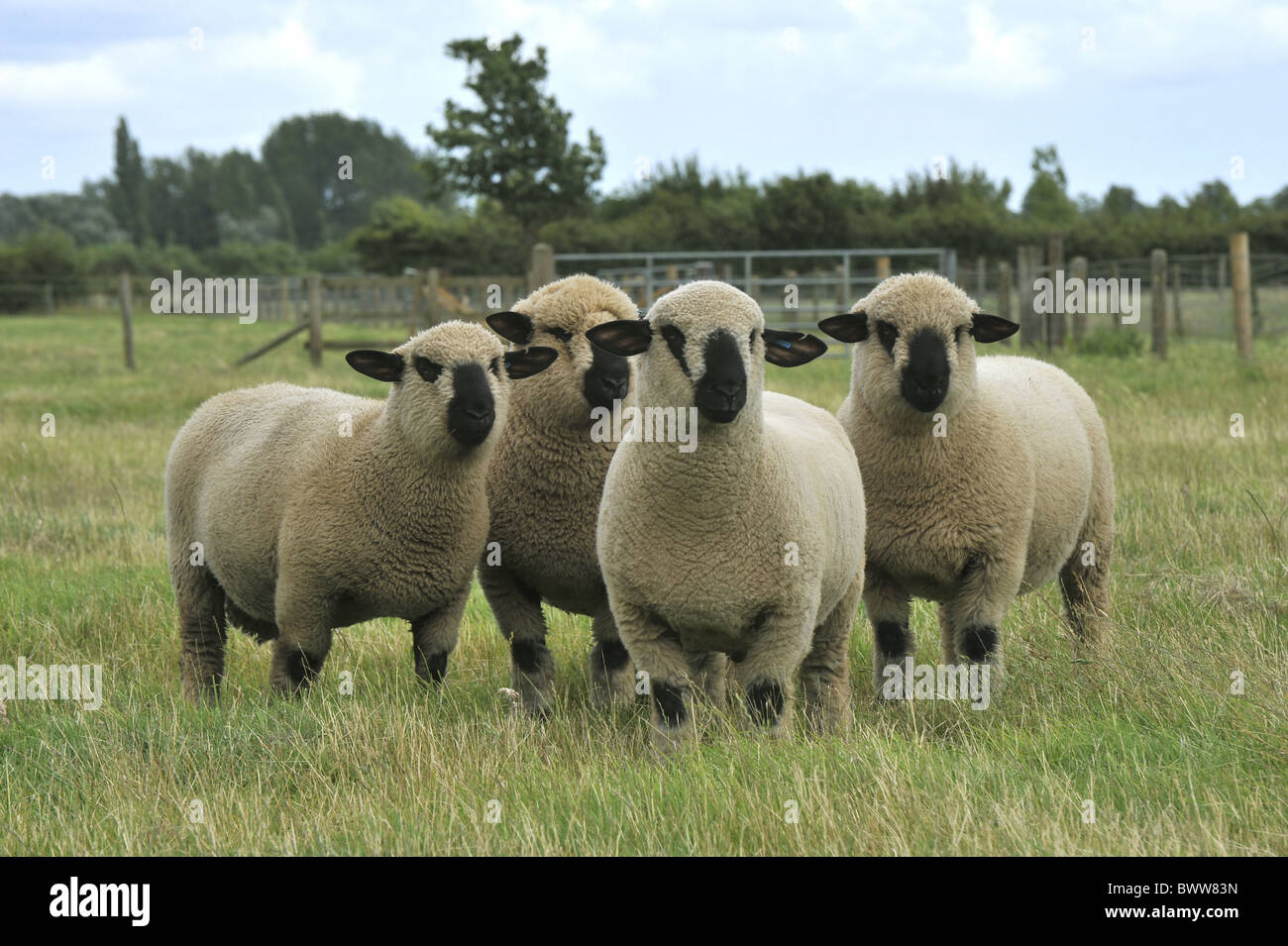 sheep Hampshire Down rams sheep domestic domesticated farm farms Stock
