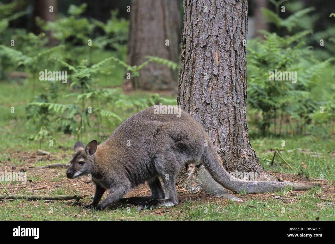 wallaby wallabies australia australian australasia australasian Stock Photo, Royalty Free Image