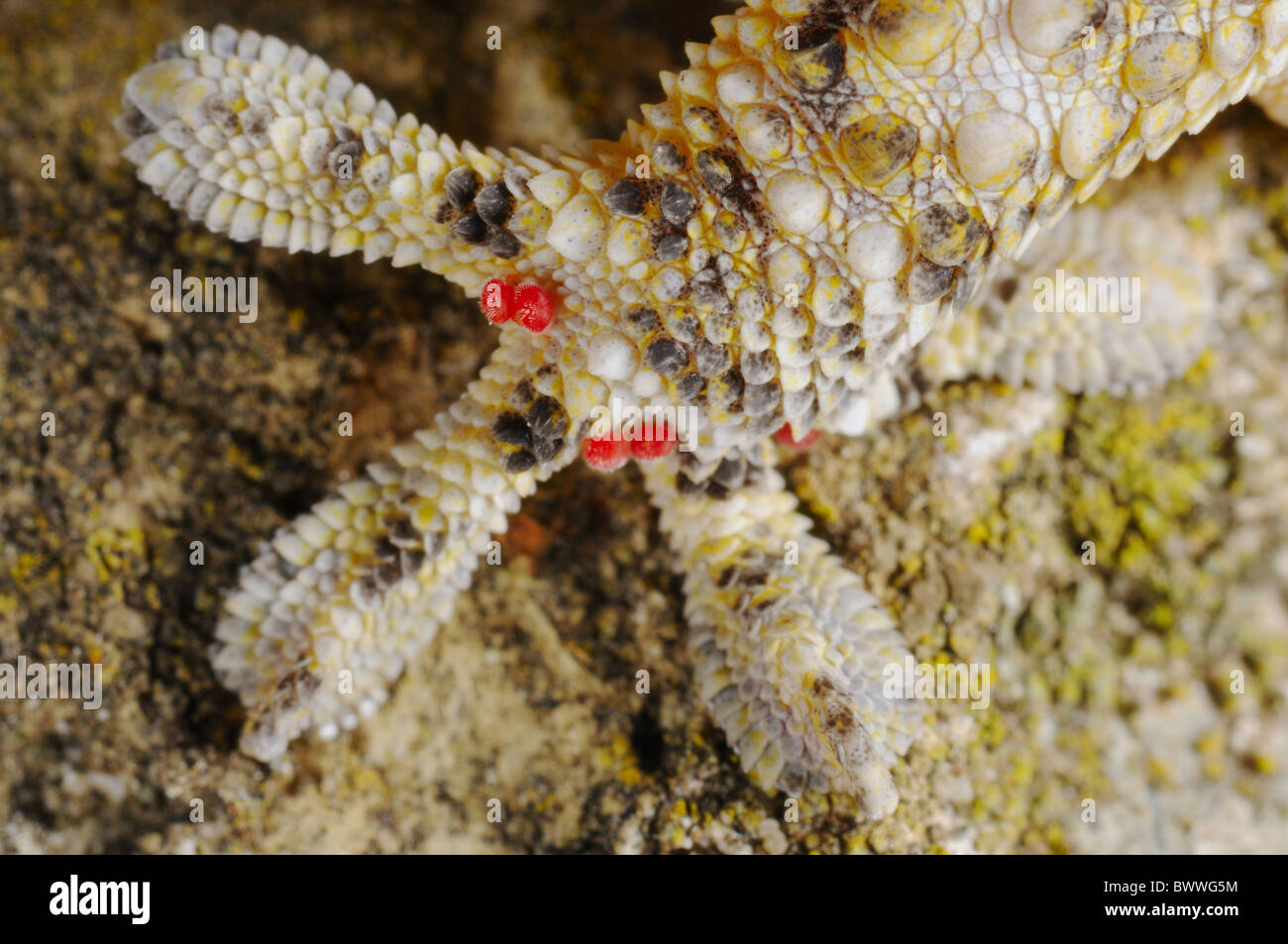 Gecko reptile parasite Tarentola mauritanica Trombicula sp. mite Stock