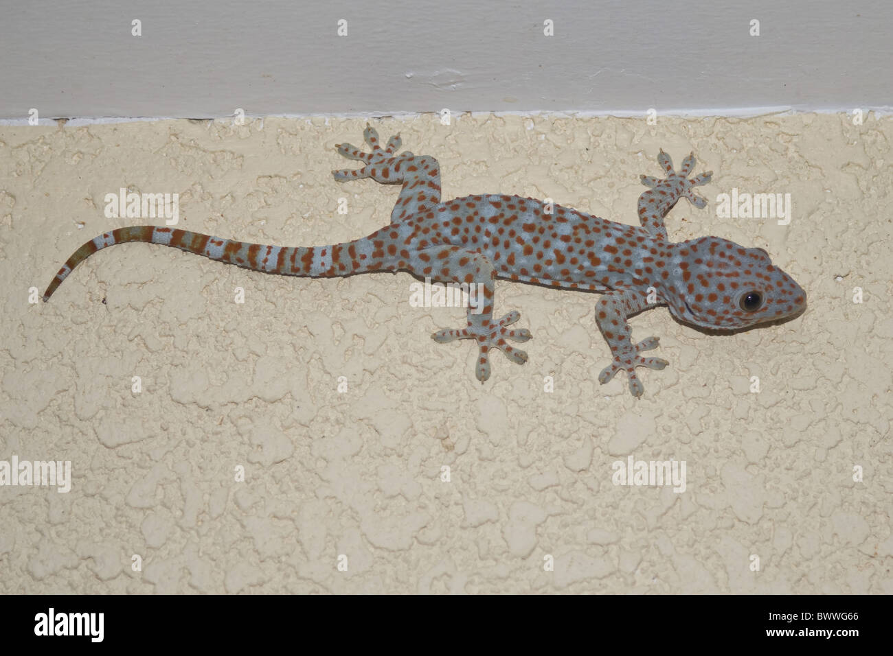 animal environment house gecko gekko gekkonidae gekko reptile animal environment house gecko gekko gekkonidae gekko reptile