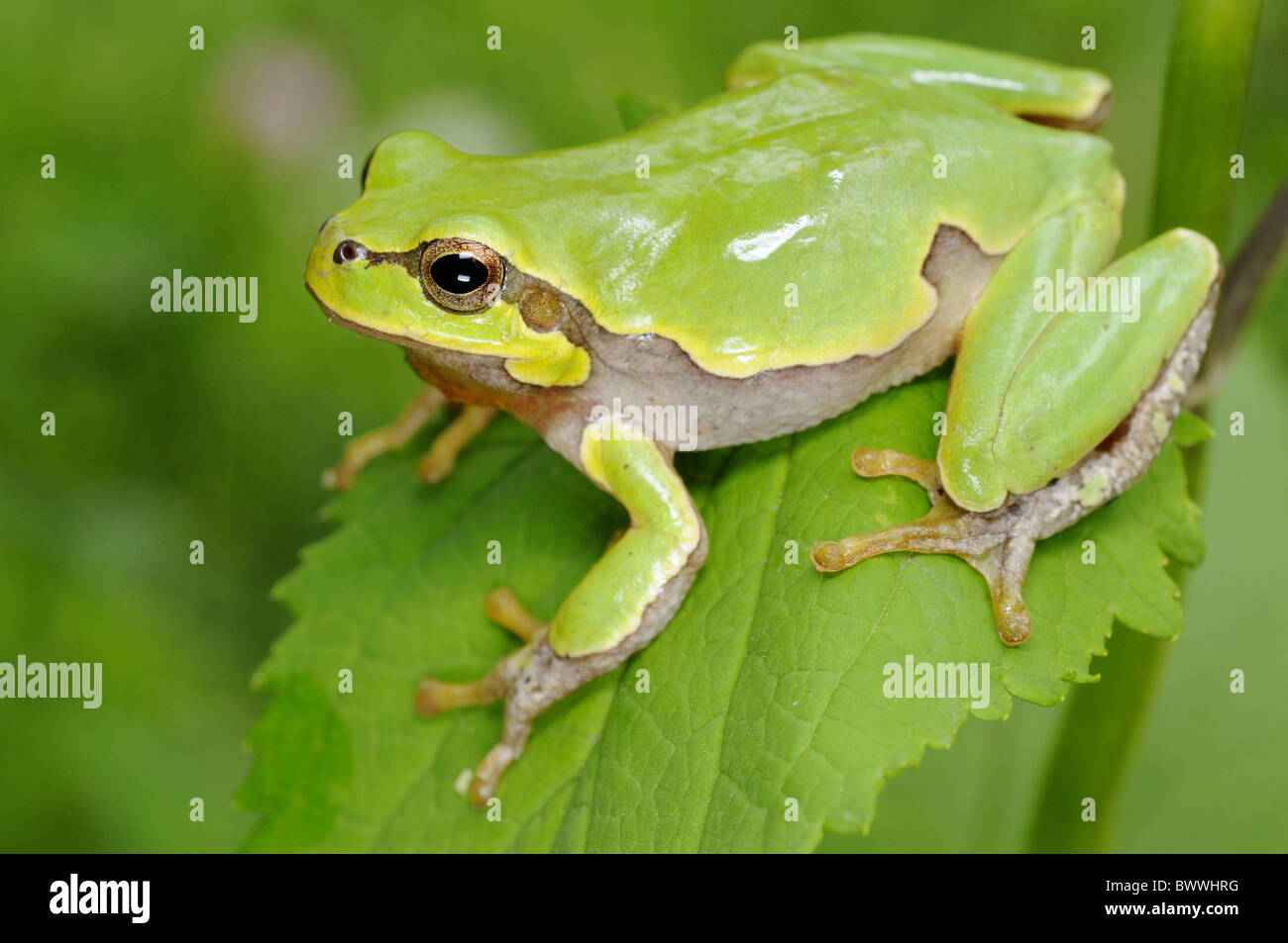 Hyla intermedia tree frog amphibian animal animals ...