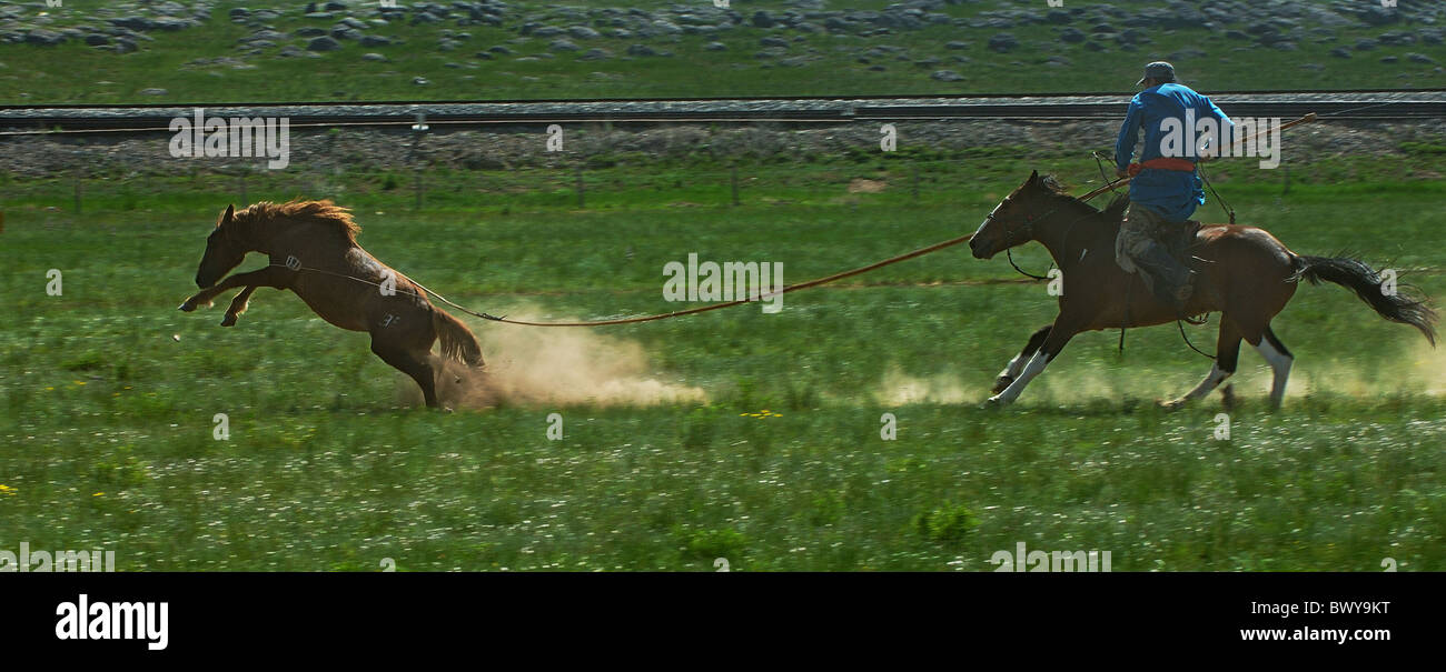 mongolian-herder-controlling-galloping-h