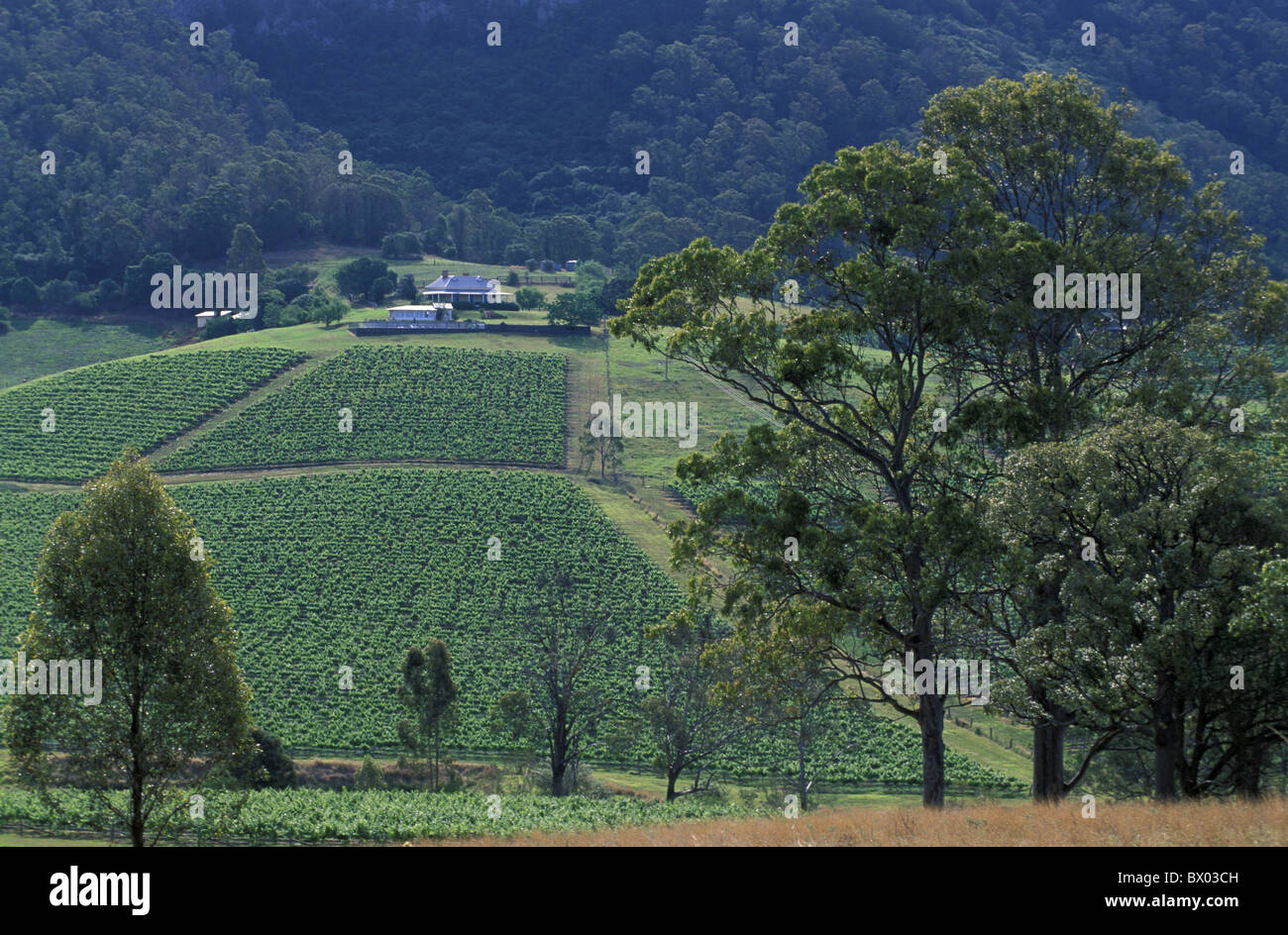 Australia near Cessnock New South Wales Lower Hunter Valley Stock Photo