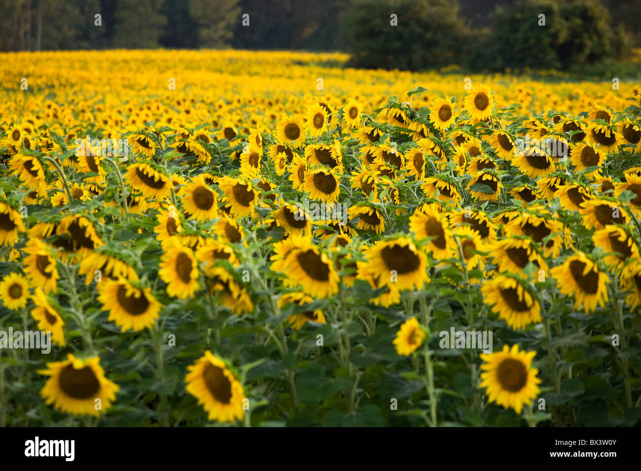 Sunflower Field; Ontario, Canada Stock Photo, Royalty Free Image