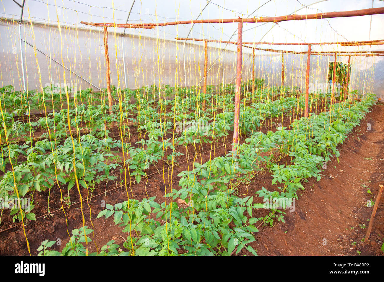 Tomato greenhouse in Kibera Slums, Nairobi, Kenya Stock Photo, Royalty