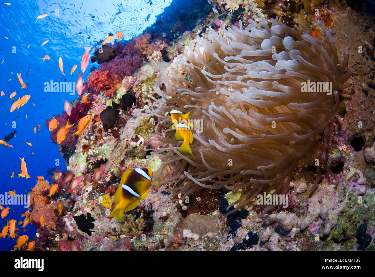 Typical Red Sea Coral Reef Shark Reef Ras Mohammed National Park Stock Photo Royalty Free