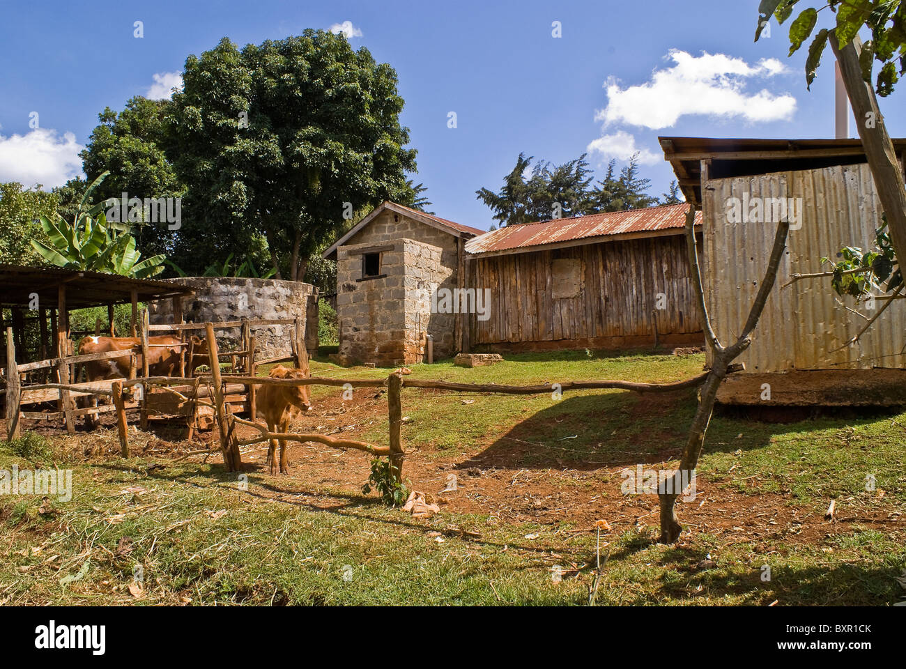 Kenyan farm Stock Photo 33697459 Alamy
