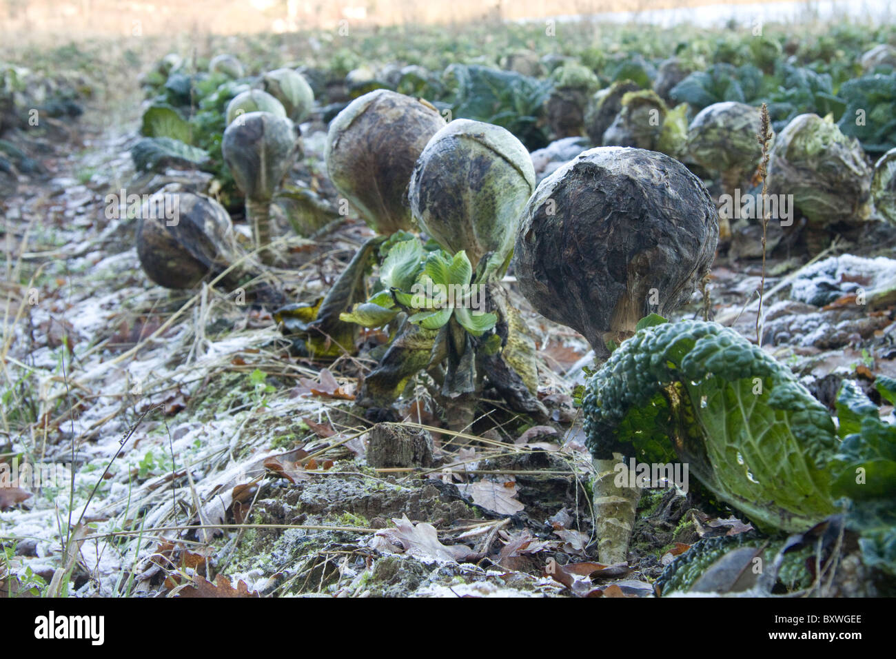 Frost damaged cabbage crop Stock Photo, Royalty Free Image 33753174 Alamy