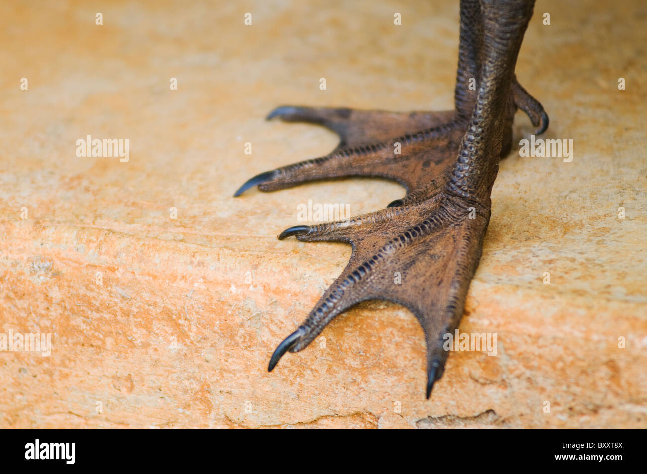 Nene goose feet Stock Photo, Royalty Free Image 33781242 Alamy