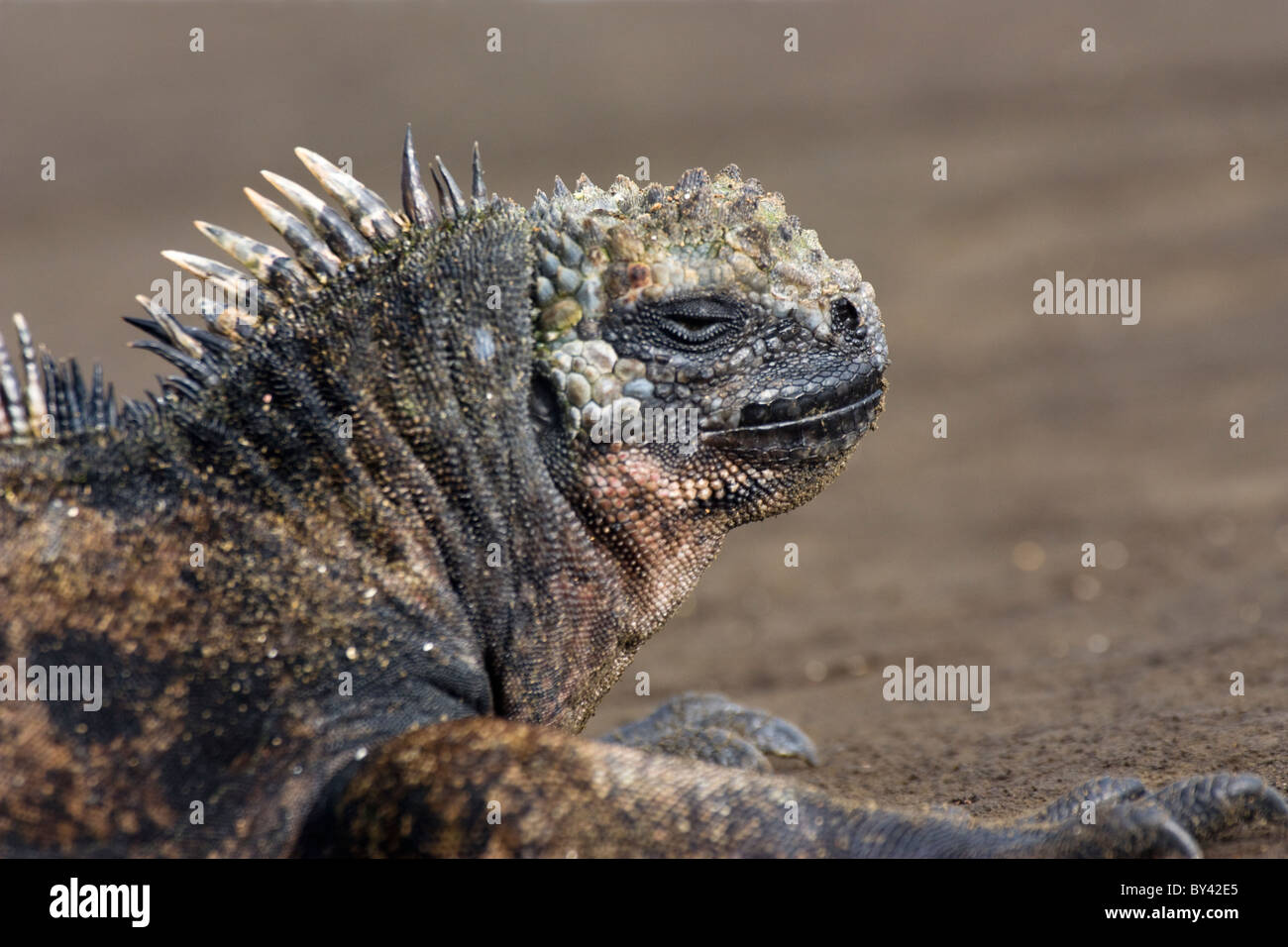 Marine Iguana Amblyrhynchus Cristatus Santiago Galapagos Island Ecuador