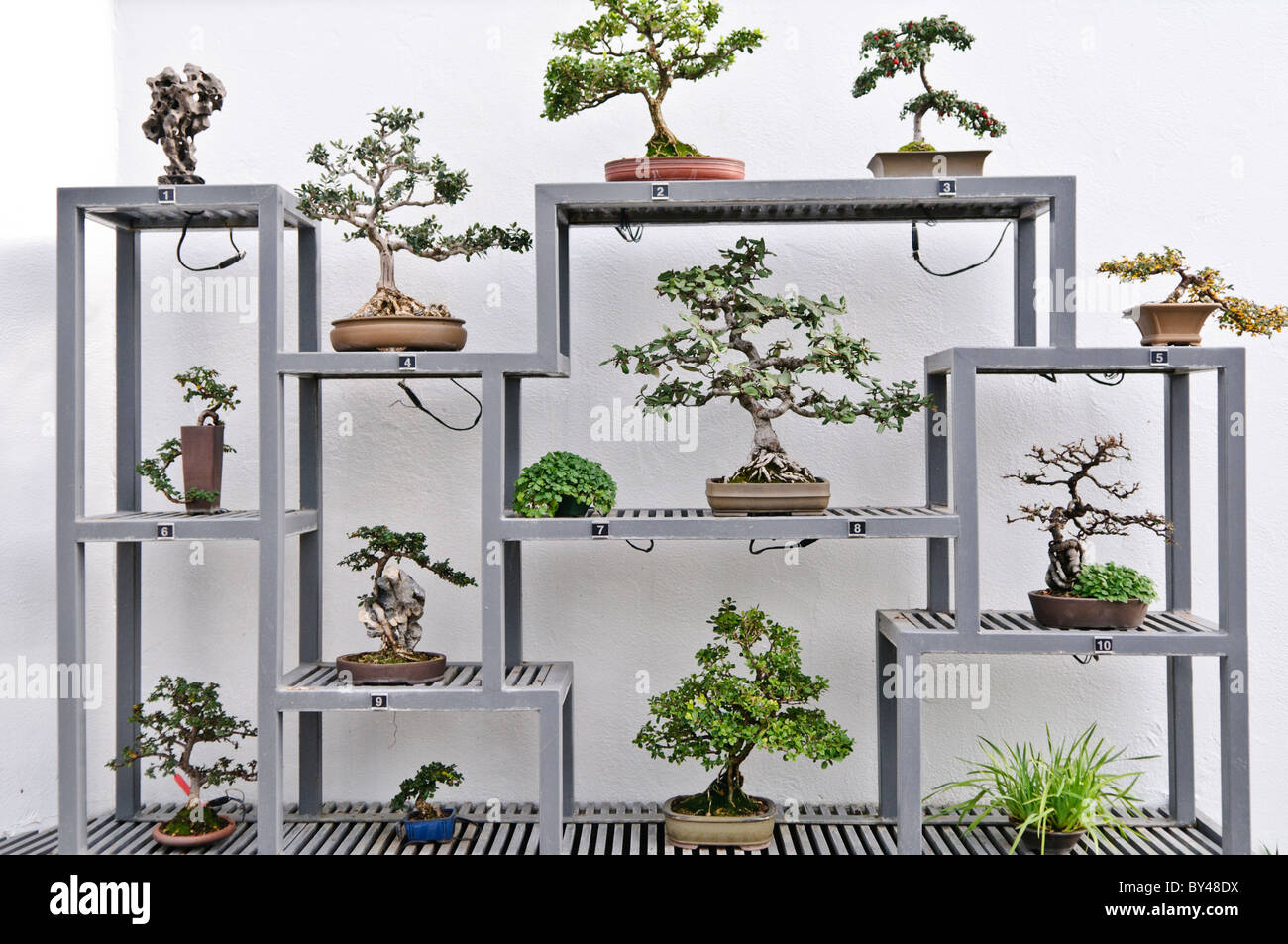 Japanese Bonsai trees on display inside Montreal's Botanical Garden