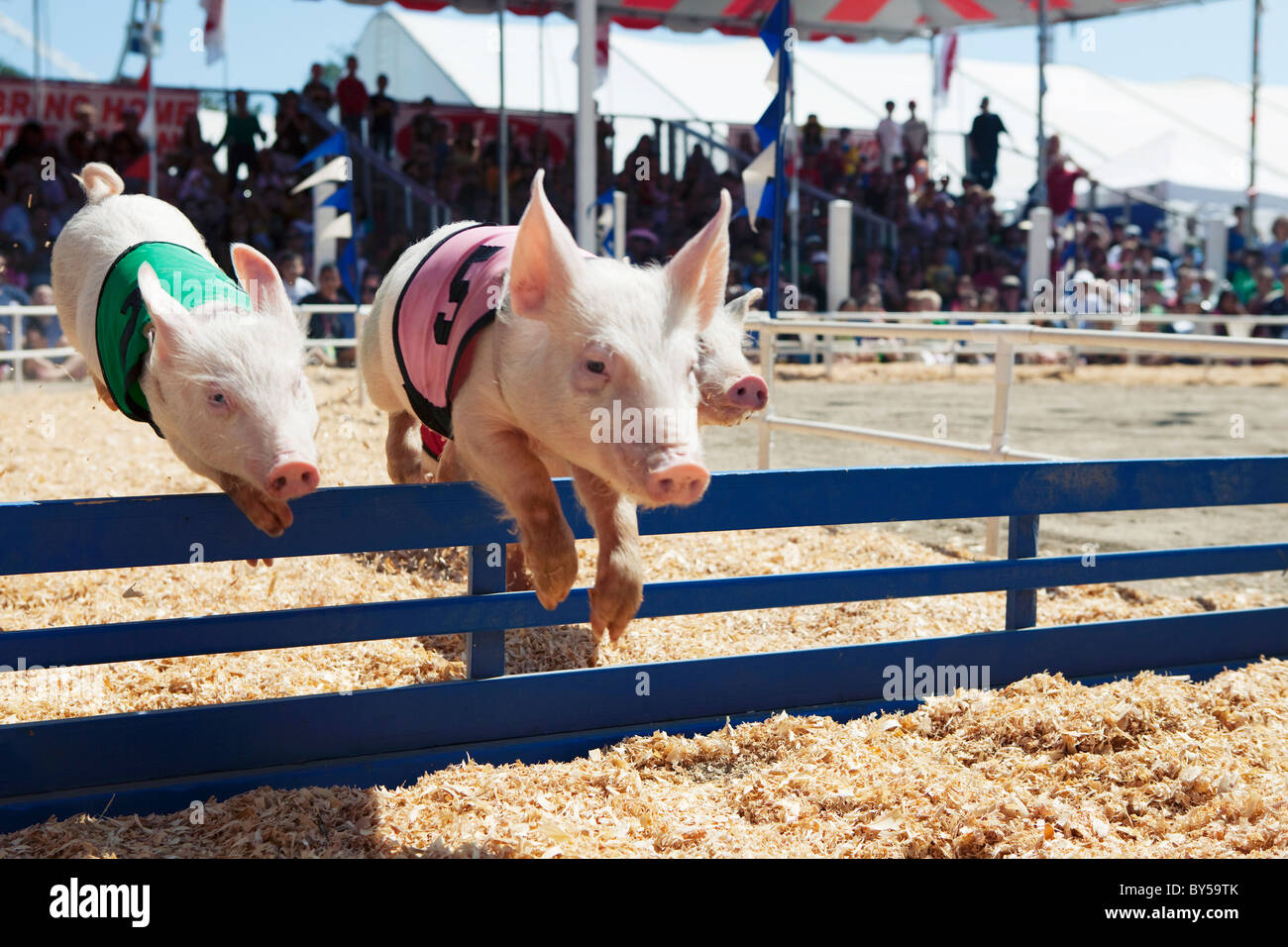 Pig race at the fair Stock Photo, Royalty Free Image 33923587 Alamy
