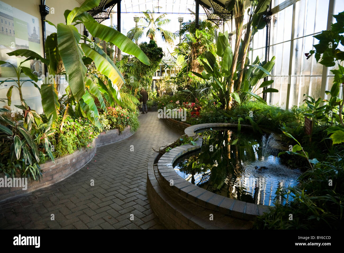 buxton pavillion gardens (botanical garden) tropical plants buxton pavillion gardens (botanical garden) tropical plants