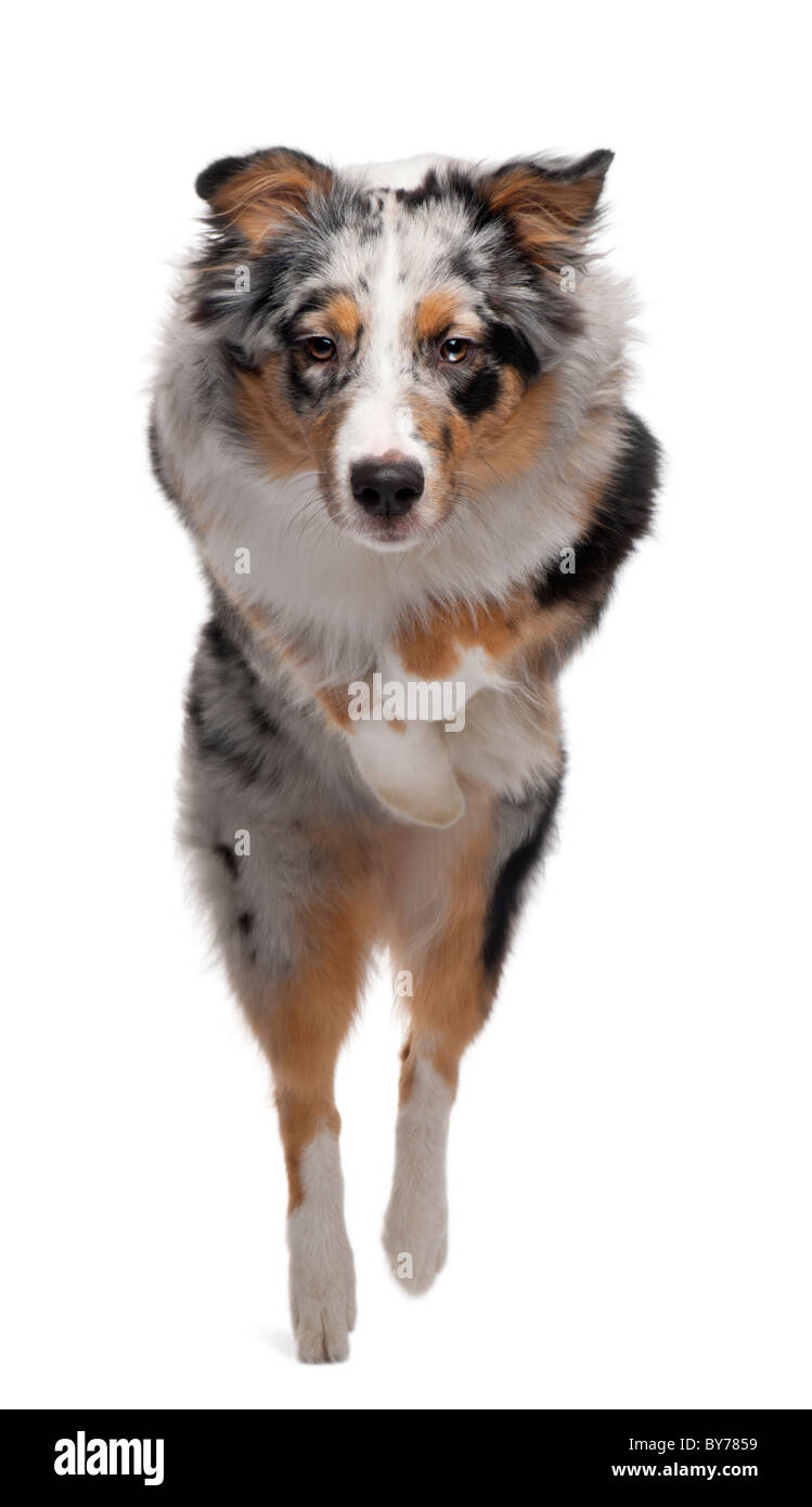australian shepherd jumping fence dog jumping camera stock photos u0026 dog jumping camera stock images australian shepherd jumping fence dog jumping camera stock photos u0026 dog jumping camera stock images