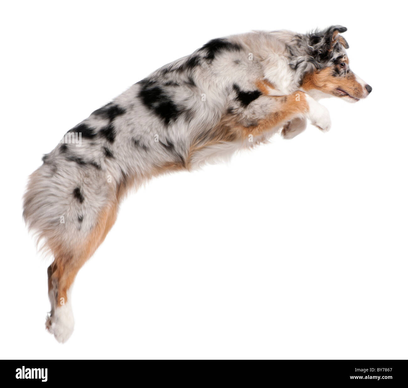 australian shepherd queensland white dog brown spots stock photos u0026 white dog brown spots stock australian shepherd queensland white dog brown spots stock photos u0026 white dog brown spots stock