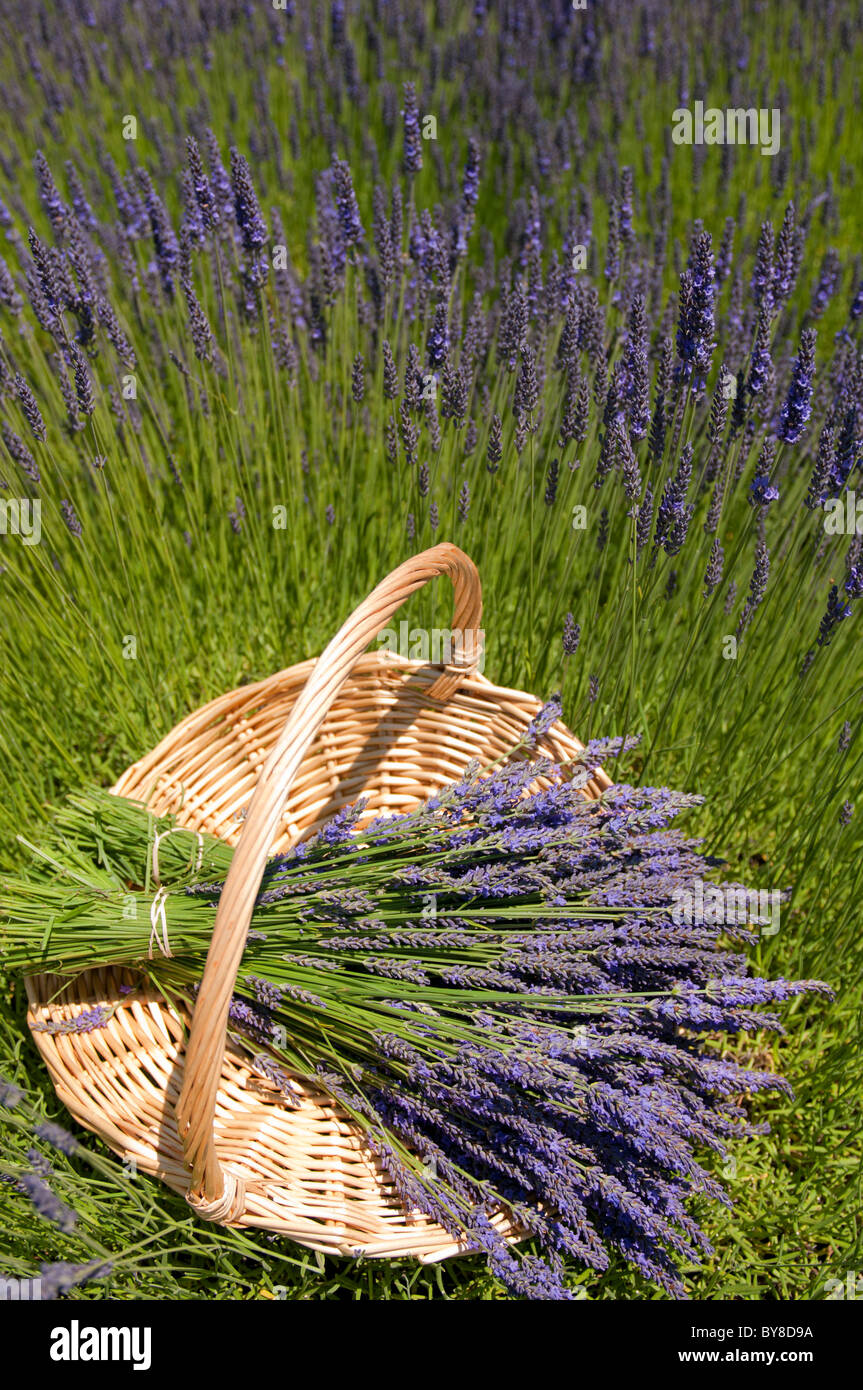 Lavender Farm With Bundles Of Lavandula X Intermedia Grosso In Basket
