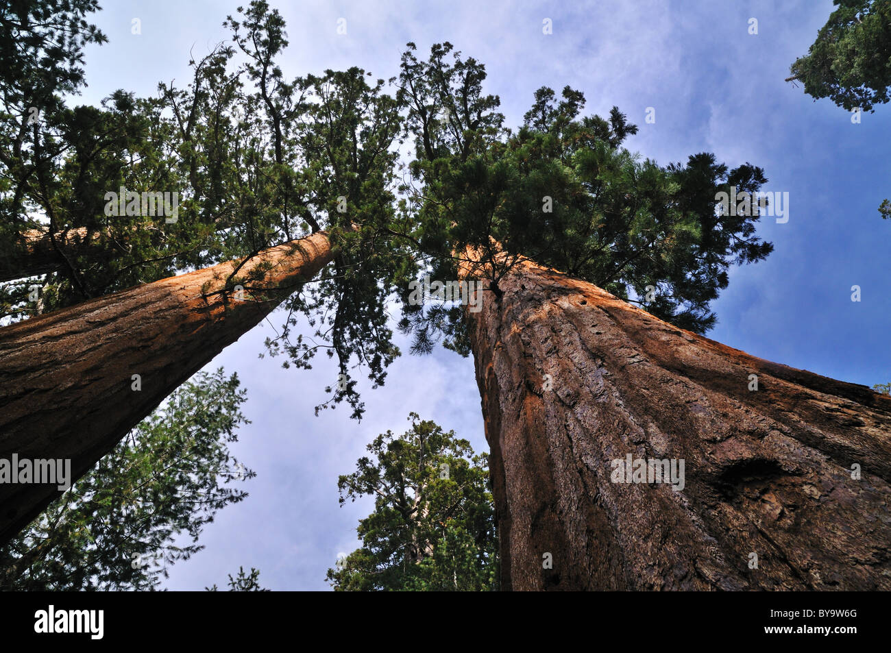 Giant Sequoias At Mariposa Grove Yosemite California Stock Photo Alamy