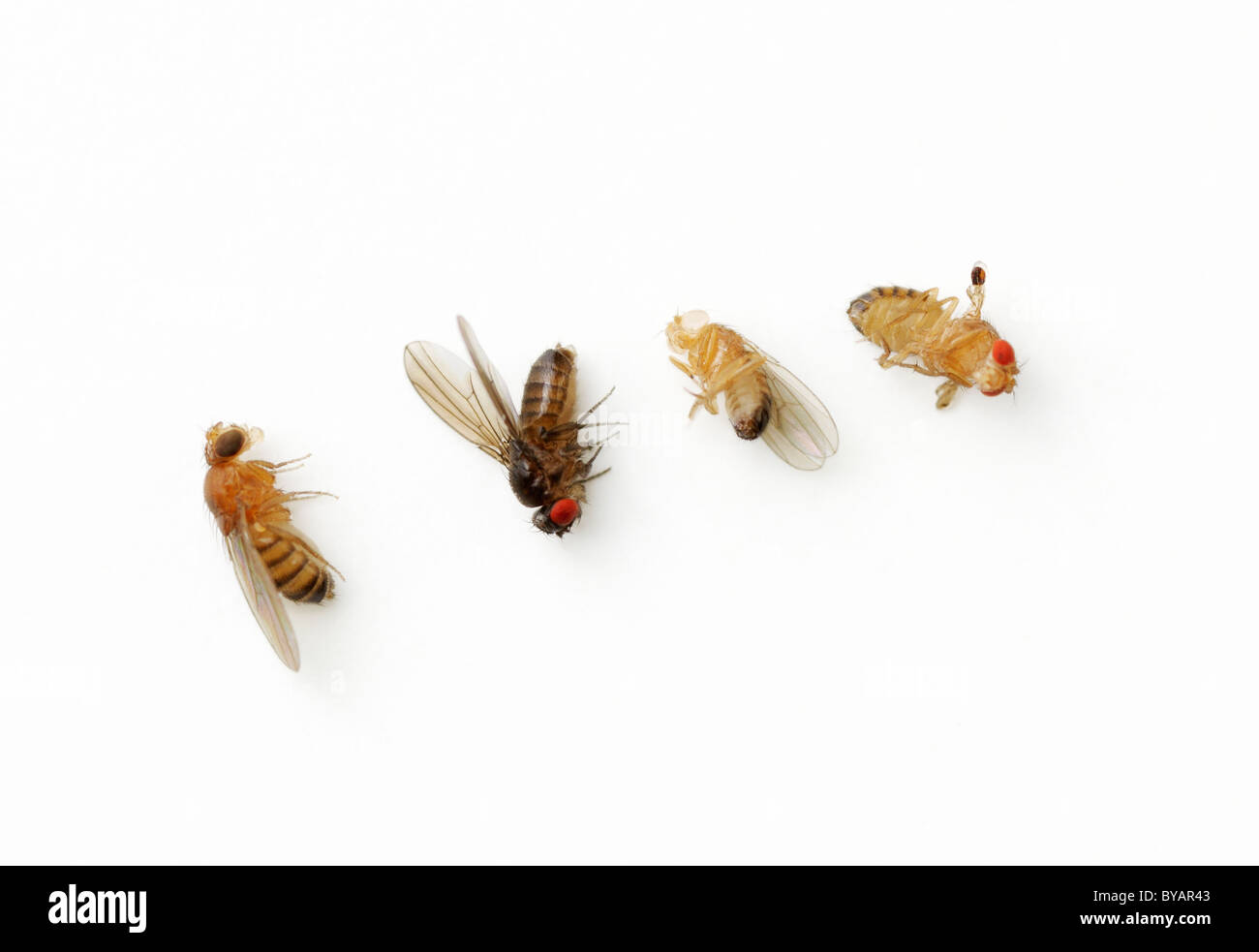 vestigial drosophila crossed with white eyes Linkage mapping in drosophila written by j d the white, worm-like larvae mutation at this locus produces “scarlet eyes,” a phenotype with unusually. vestigial drosophila crossed with white eyes Linkage mapping in drosophila written by j d the white, worm-like larvae mutation at this locus produces “scarlet eyes,” a phenotype with unusually.