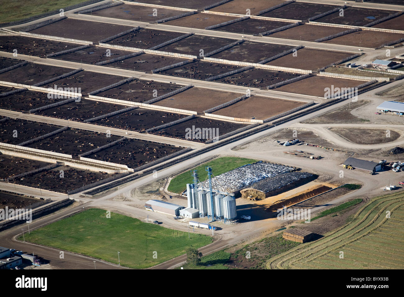 cattle feedlot; alberta, canada Stock Photo 34383983 Alamy