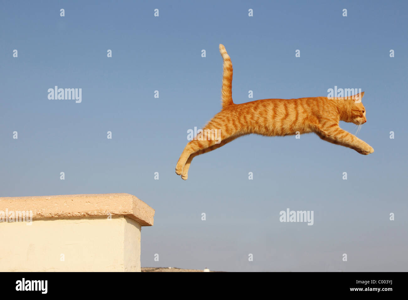 domestic cat jumping Stock Photo, Royalty Free Image 34423862 Alamy