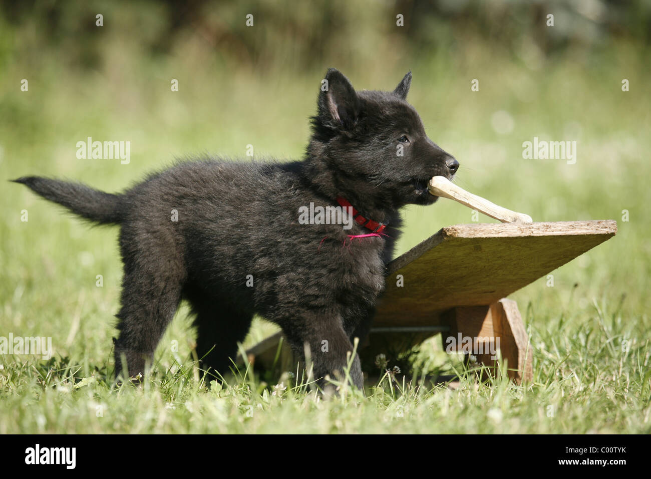 belgian sheepdog groenendael puppies groenendael stock photos u0026 groenendael stock images alamy belgian sheepdog groenendael puppies groenendael stock photos u0026 groenendael stock images alamy
