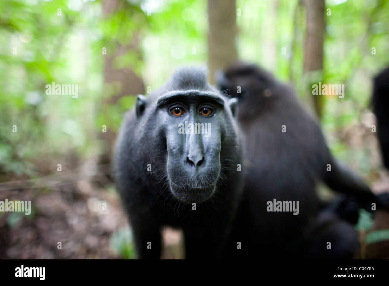 Crested Black Macaque Macaca Nigra Stock Photo Alamy