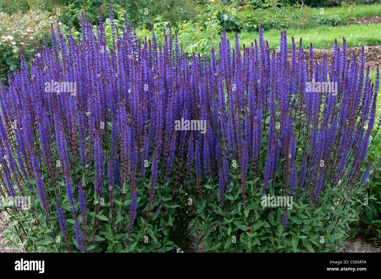 Ornamental Sage (Salvia nemorosa Caradonna), flowering stand Stock
