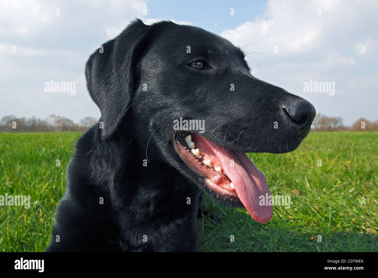 Black Labrador Retriever, young male dog, portrait Stock Photo ... for Black Lab Dog Male
75sfw Black Labrador Retriever, young male dog, portrait Stock Photo ... for Black Lab Dog Male
75sfw