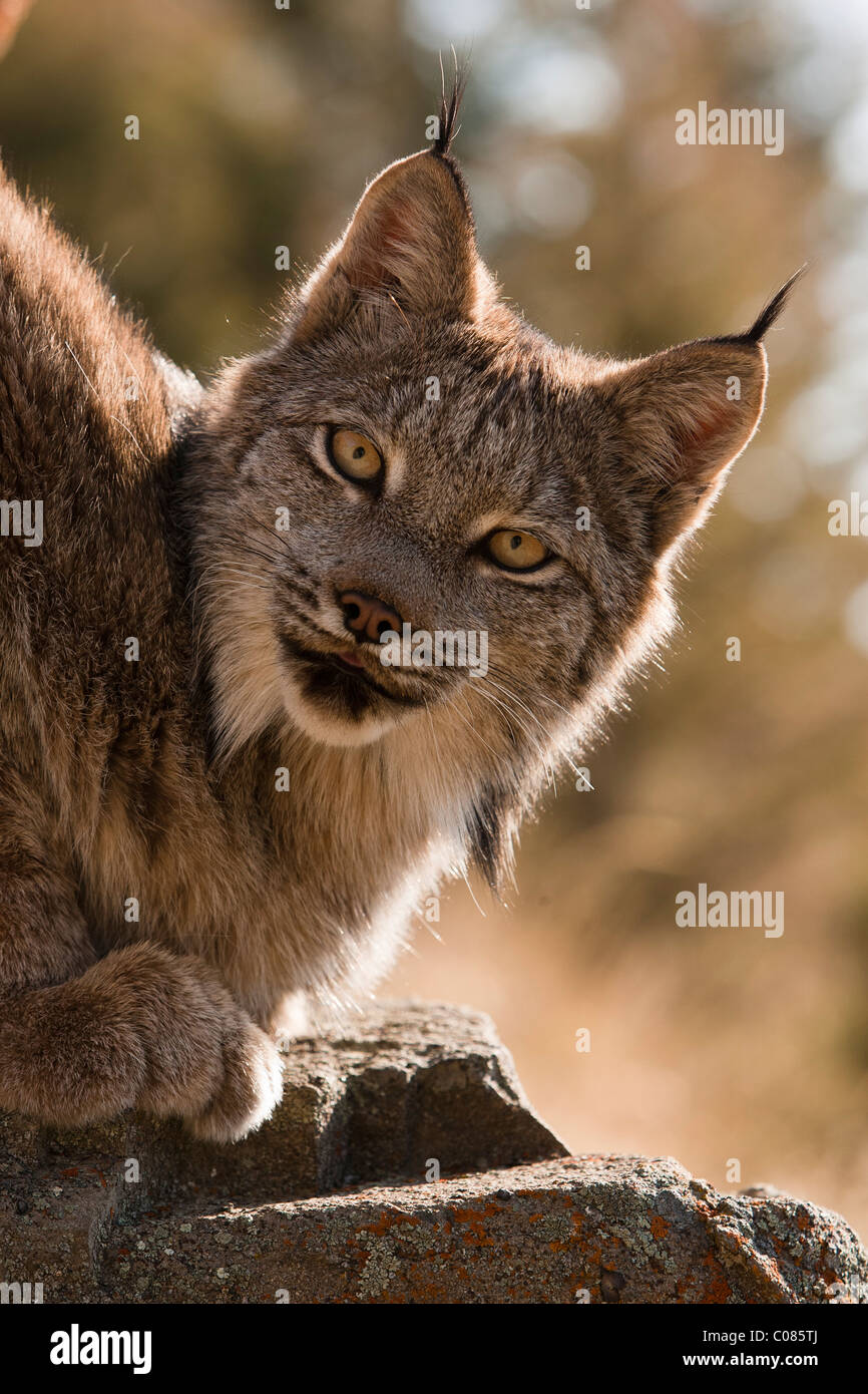 Canadian Lynx, Wyoming, USA Stock Photo, Royalty Free Image 34600962