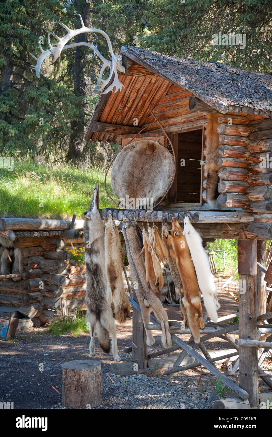 Furs hang from log cabin cache at the Chena Indian village on the Stock