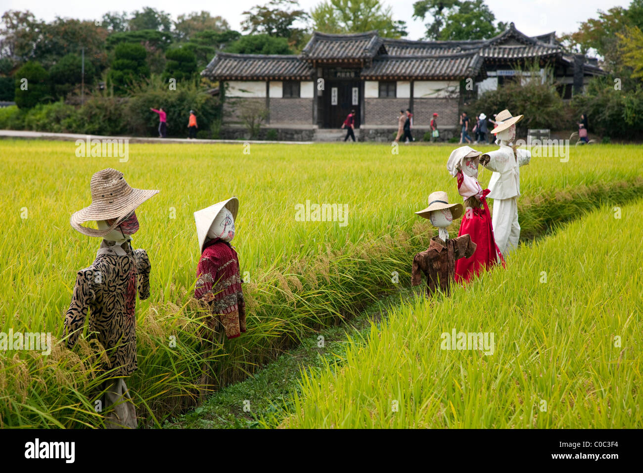 Rice fields (paddy) in Andong, South Korea Stock Photo, Royalty Free