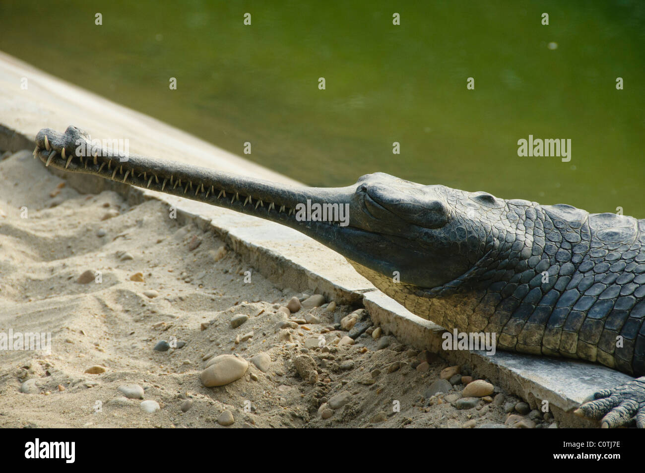 Gharial (Gavialis gangeticus) crocodile in Chitwan National Park Stock