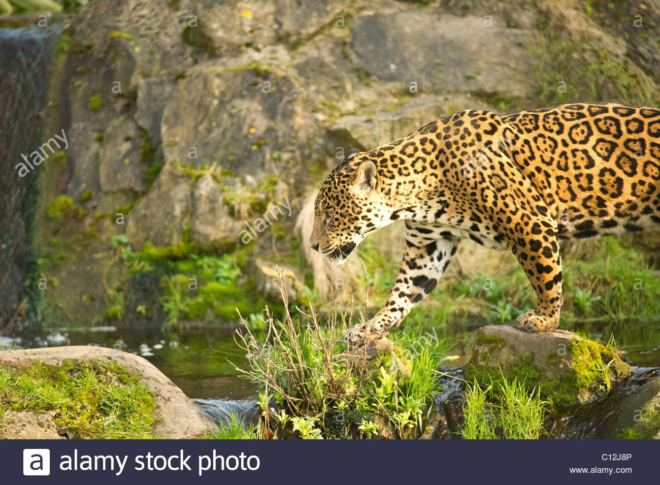 Jaguar Against Grass And Jungle Background In Controlled